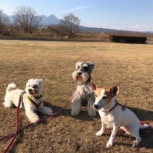 Happy Doggy Smile サムネイル写真