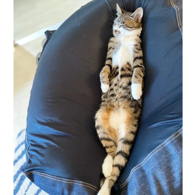 猫の『ののちゃん』🐱
人をダメにするクッションではなく
猫までもダメにするクッション😸

#フレンドアニマルメディカルセンター
#動物病院 
#いぬすたぐらむ 
#ねこすたぐらむ 
#寝る