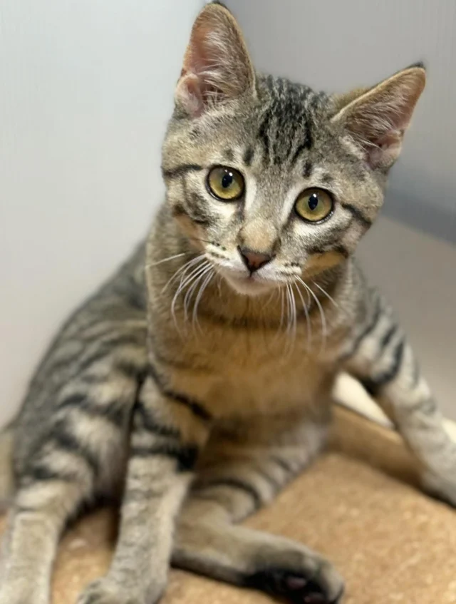 眞柄家の新顔『フェムトくん』🐱
やんちゃで人懐っこくてかわいい🥰

#フレンドアニマルメディカルセンター
#動物病院 
#いぬすたぐらむ 
#ねこすたぐらむ 
#保護猫