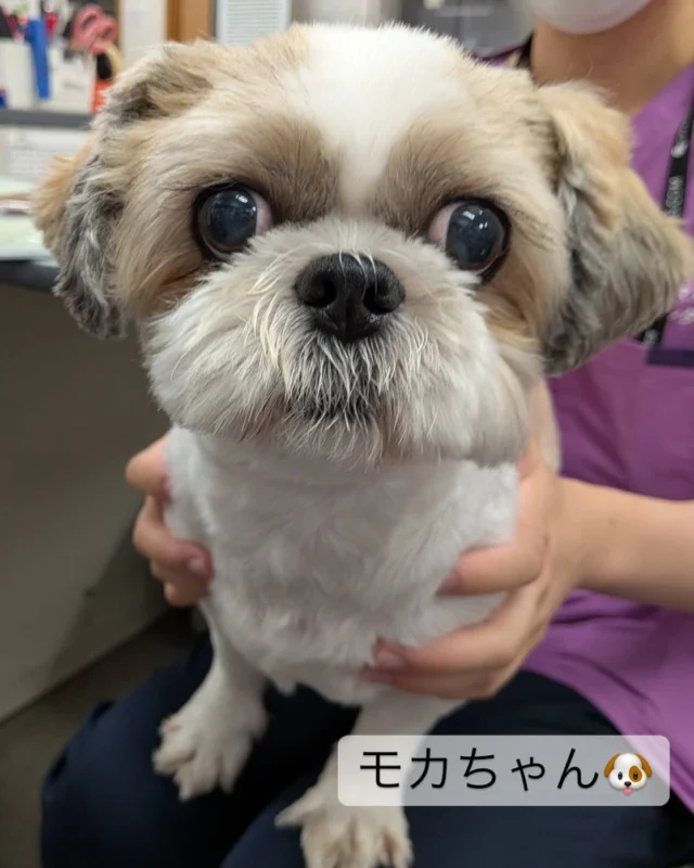 シーズーの『モカちゃん』🐶
心臓のエコー検査✨頑張ります！！
と、検査前はカメラ目線でパシャリ📷️
検査中も、看護師の腕枕で、しっぽを振りながら余裕の様子🐶
上手にできました👏

#フレンドアニマルメディカルセンター 
#動物病院 
#いぬすたぐらむ 
#ねこすたぐらむ 
#エコー検査おりこうさんにできたよ