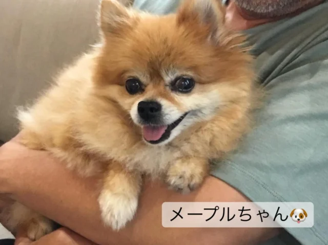 ポメラニアンの『メープルちゃん』🐶
飼い主さんに抱っこされてる姿が
可愛くてパシャリ📷✨
ニコニコ笑顔🥰

#フレンドアニマルメディカルセンター 
#動物病院 
#いぬすたぐらむ 
#ねこすたぐらむ 
#笑顔