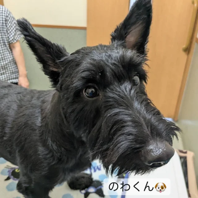 ワクチン接種💉に来てくれた
スコティッシュテリアの『のわくん』🐶
１歳を過ぎて逞しく男前になりました✨

#フレンドアニマルメディカルセンター 
#動物病院 
#いぬすたぐらむ 
#ねこすたぐらむ 
#ワクチン接種 
#頑張りました👏