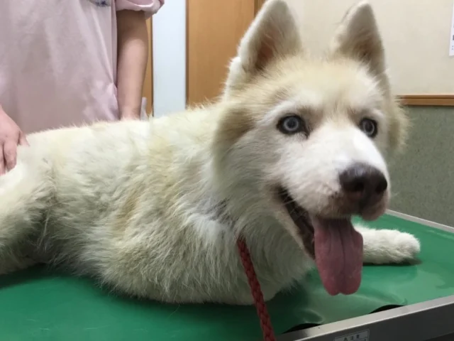 1番の年上お姉ちゃん、ハスキー犬『まやちゃん』🐶の定期検診に、
みんなで付き添い❤️まやちゃんはとっても上手に診察出来ました✨
待合室ではみんなの注目を集めていた『しおんくん』、『ネオくん』、『ジャックくん』でした🐾

#フレンドアニマルメディカルセンター
#動物病院
#いぬすたぐらむ 
#ねこすたぐらむ