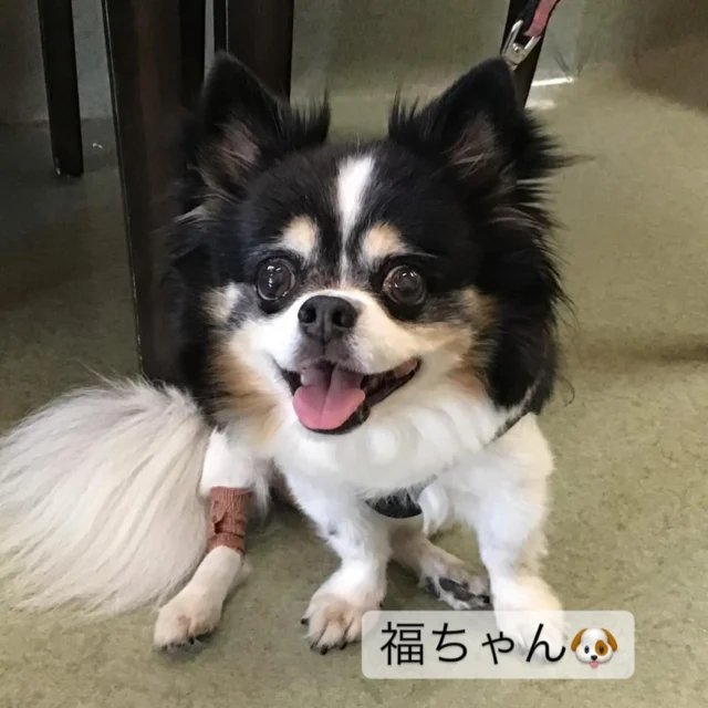 定期検診で来院したチワワの『福ちゃん🐶』
普段は写真が苦手な様ですが、
この日は素敵な笑顔でハイポーズ☺

#フレンドアニマルメディカルセンター 
#動物病院 
#いぬすたぐらむ 
#ねこすたぐらむ